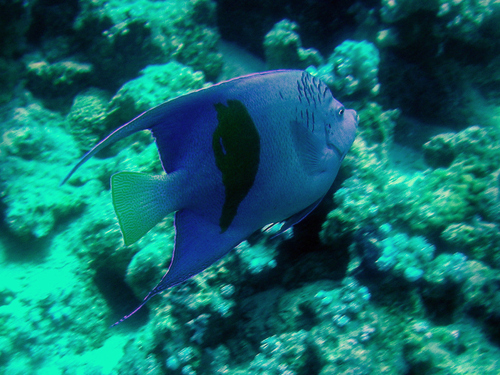Laguna Reef