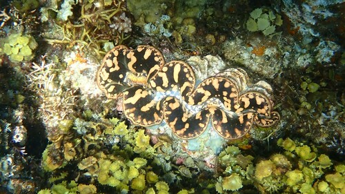 Irako Maru