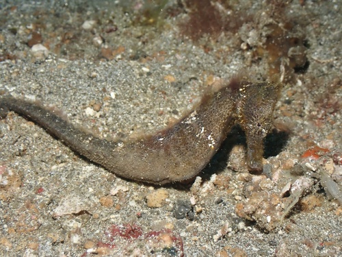 Batu Kapal