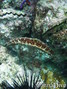 Mermaid Cove