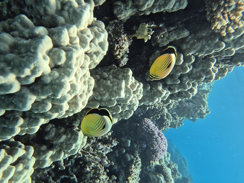 Sheraton Hotel House Reef