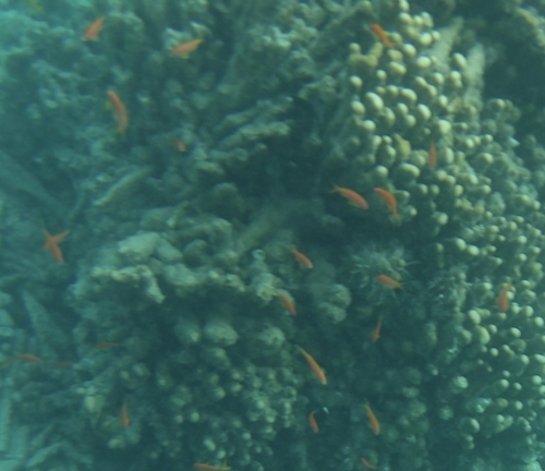 Abdallah Reef