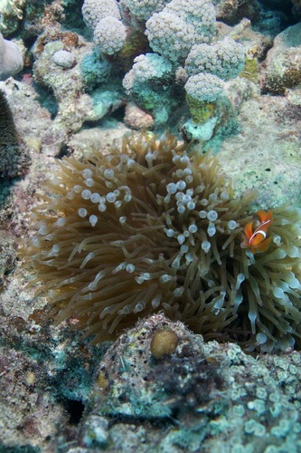 Moore Reef - Labyrinth