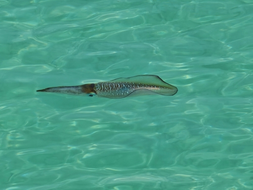 Îles Moucha الجزر موشا