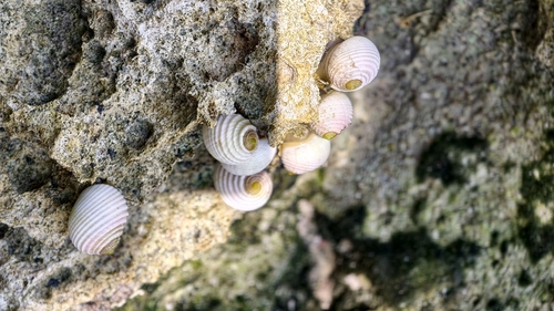 House Reef