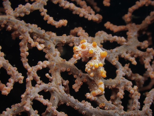 Pulau Abadi