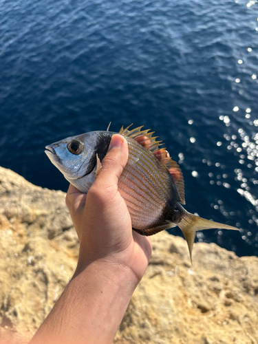 Saint Andrew's Divers Cove