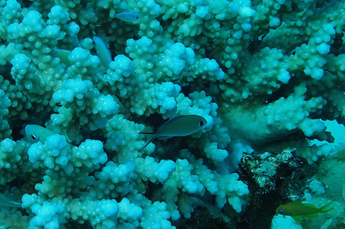 Rick´s Reef