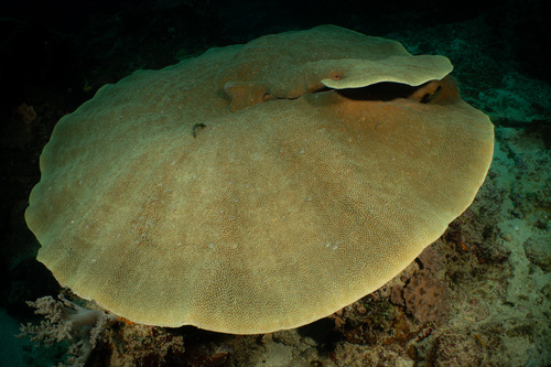Batu Mandi