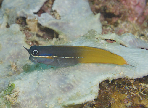 Unnamed dive site