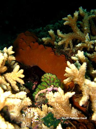Miori Housereef