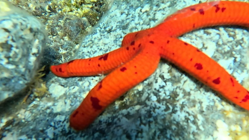 Scoglio del Medico