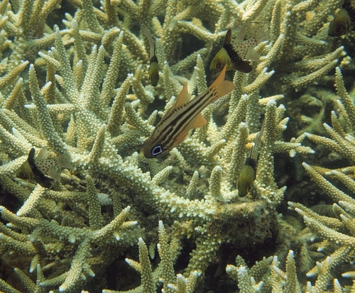 7 Islands Reef, Diving (NDC)